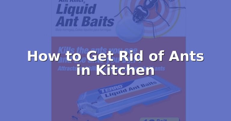 How to Get Rid of Ants in Kitchen