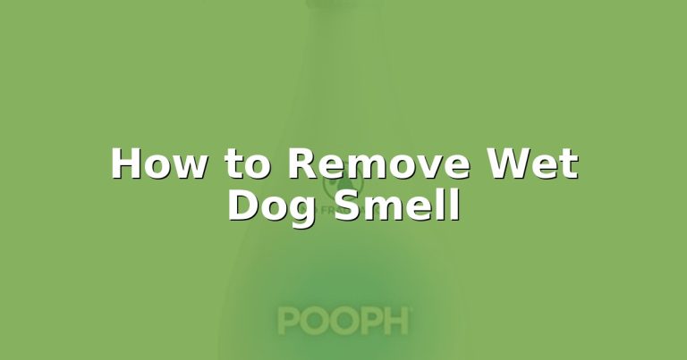 How to Remove Wet Dog Smell