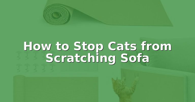 How to Stop Cats from Scratching Sofa